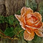 Tree-rose