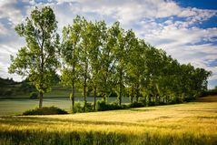 Tree Row