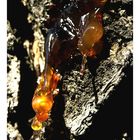 Tree Sap 2