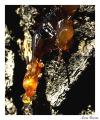 Tree Sap 2