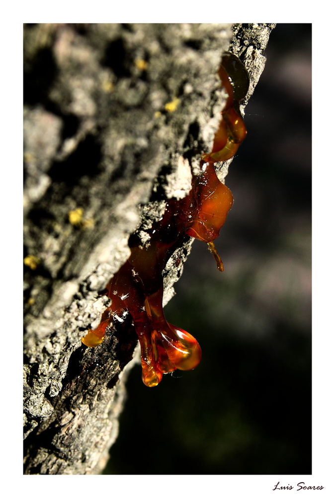 Tree Sap