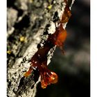 Tree Sap