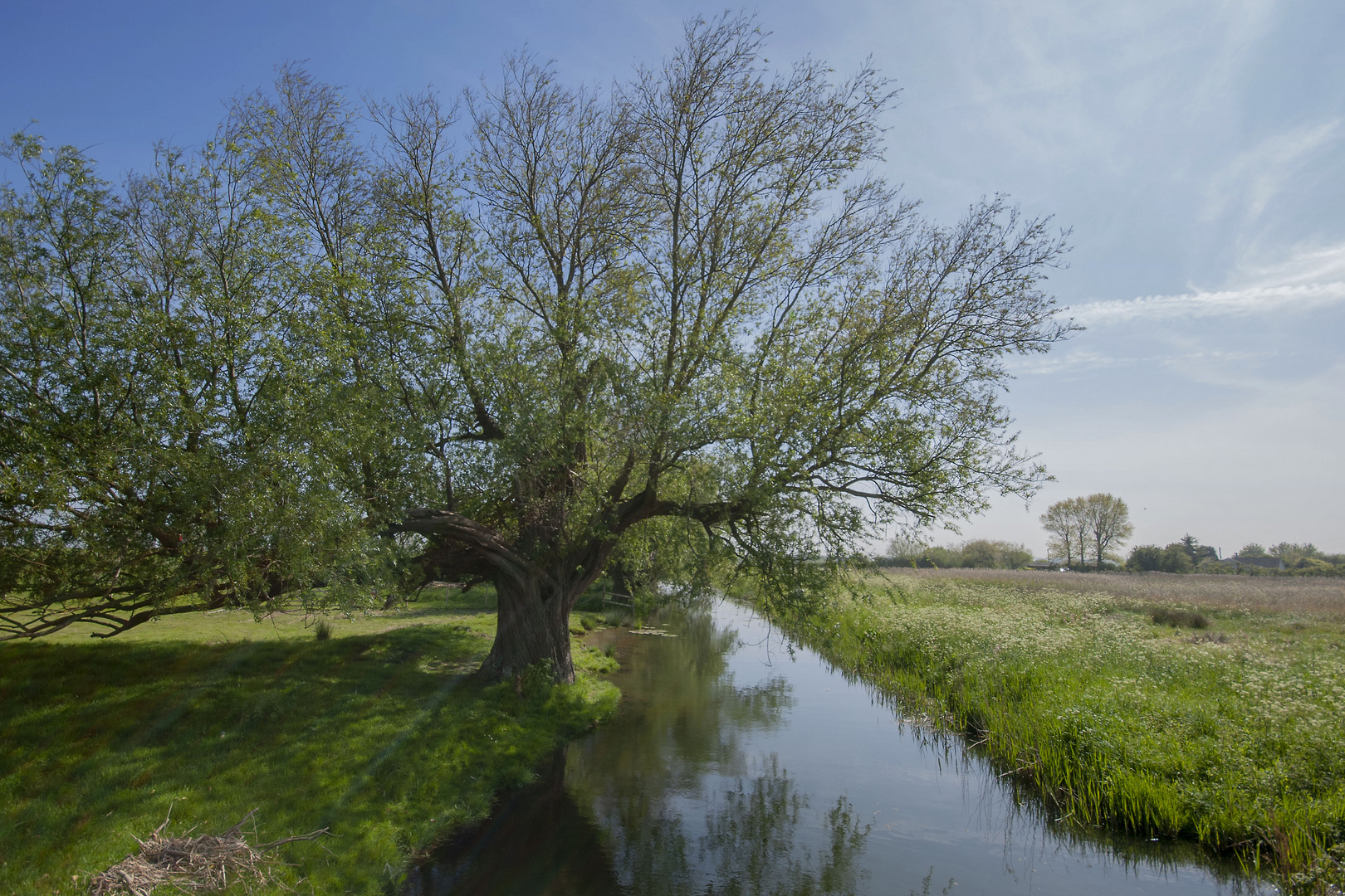 Tree Scene