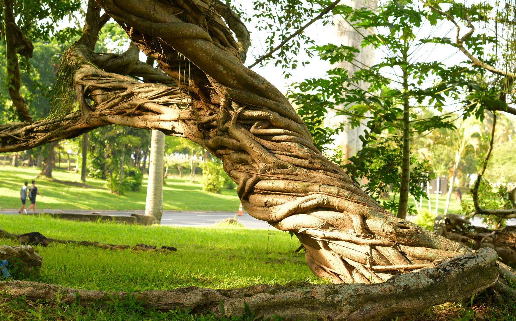 Tree sculpture by mother nature