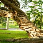 Tree sculpture by mother nature