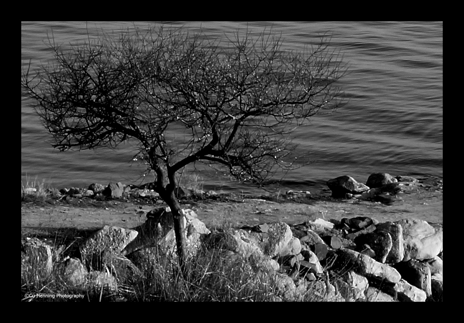 Tree sends greetings to the Sea