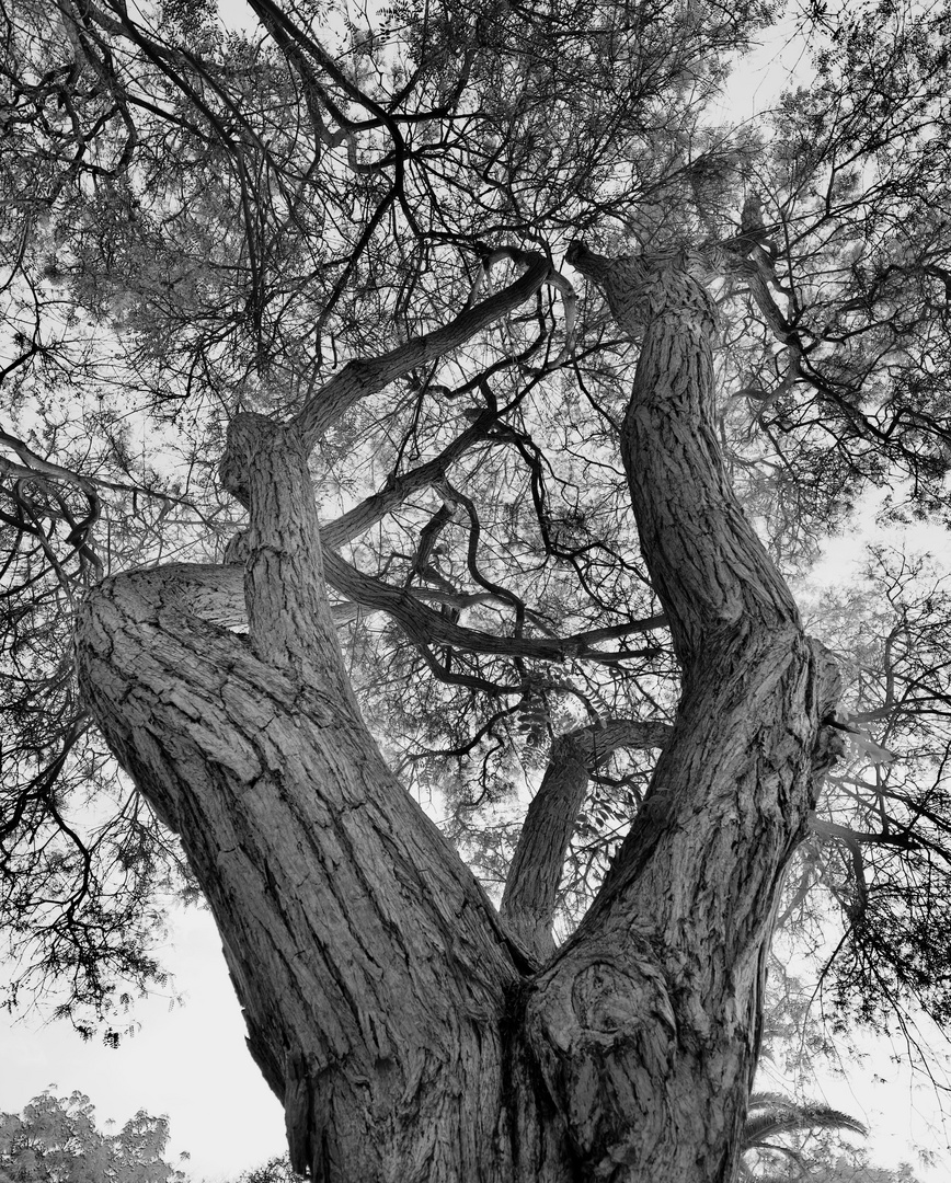 Tree Series - III