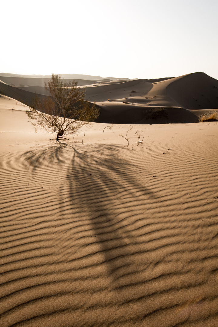 Tree Shadow