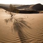 Tree Shadow