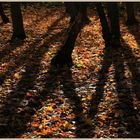 tree shadows