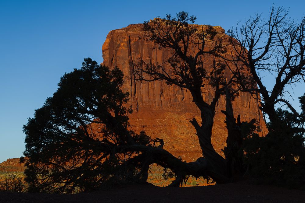 Tree Shadows