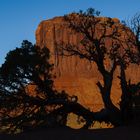 Tree Shadows