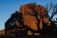 Tree Shadows