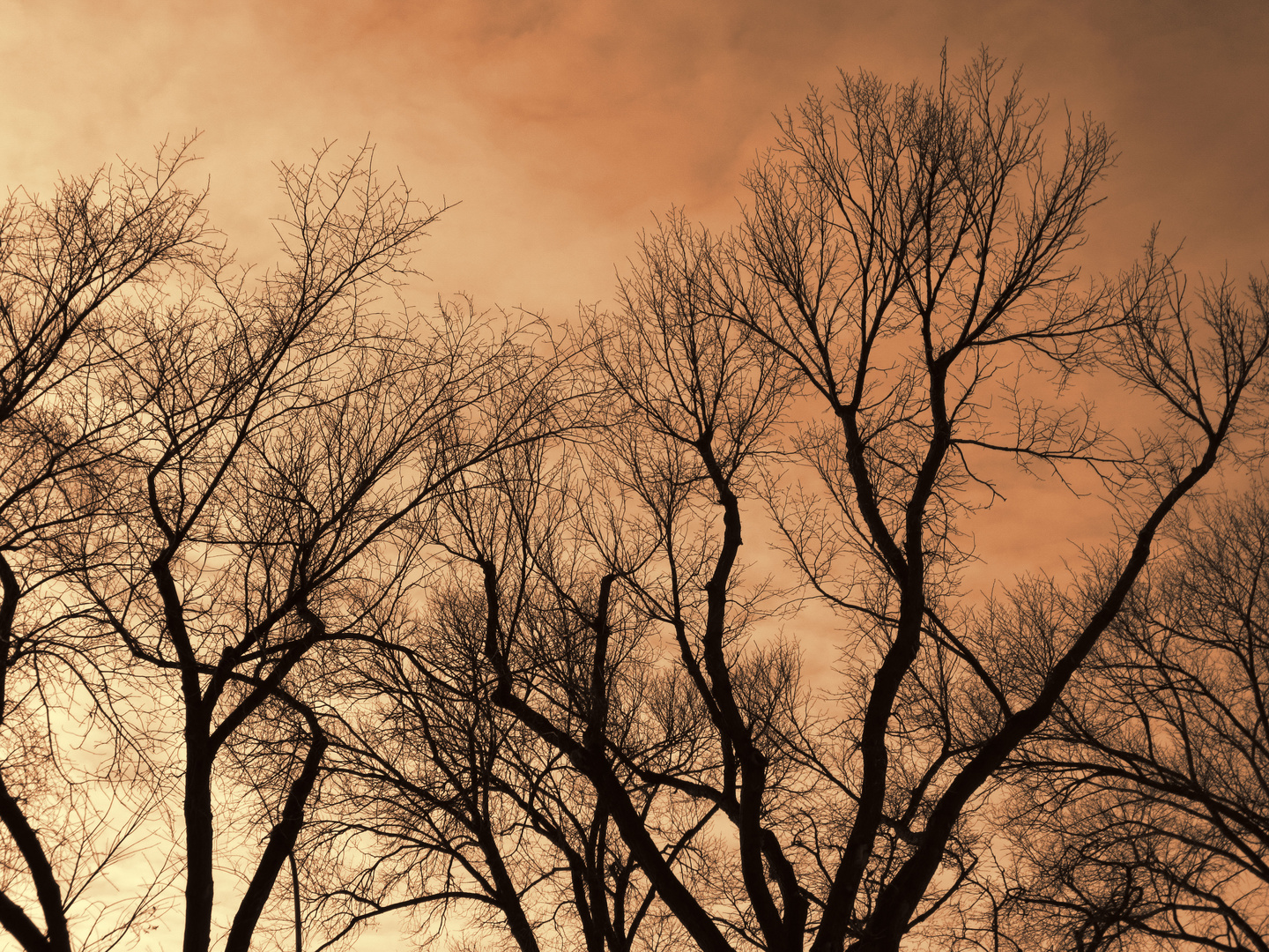 Tree Silhouette