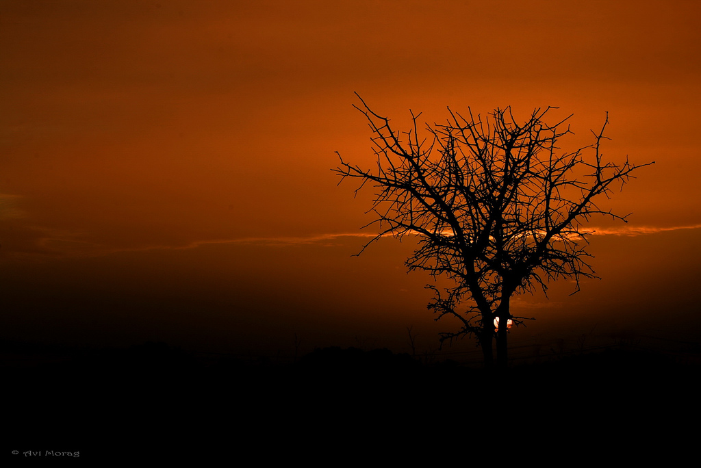 Tree Silhouette