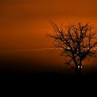 Tree Silhouette