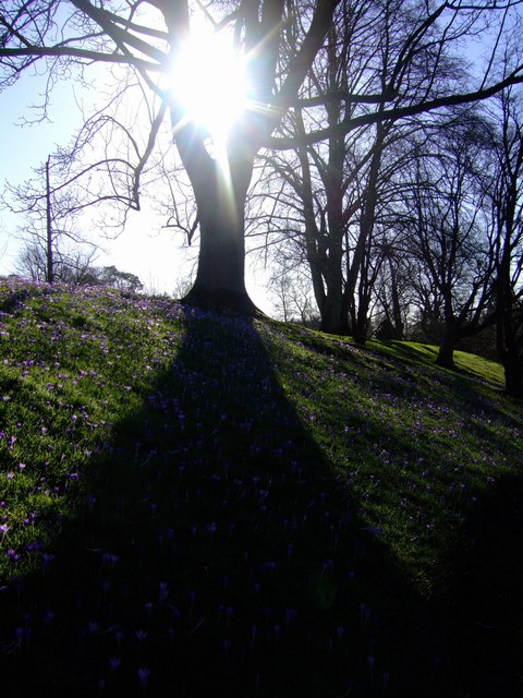 tree silhouette