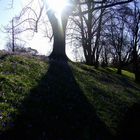 tree silhouette