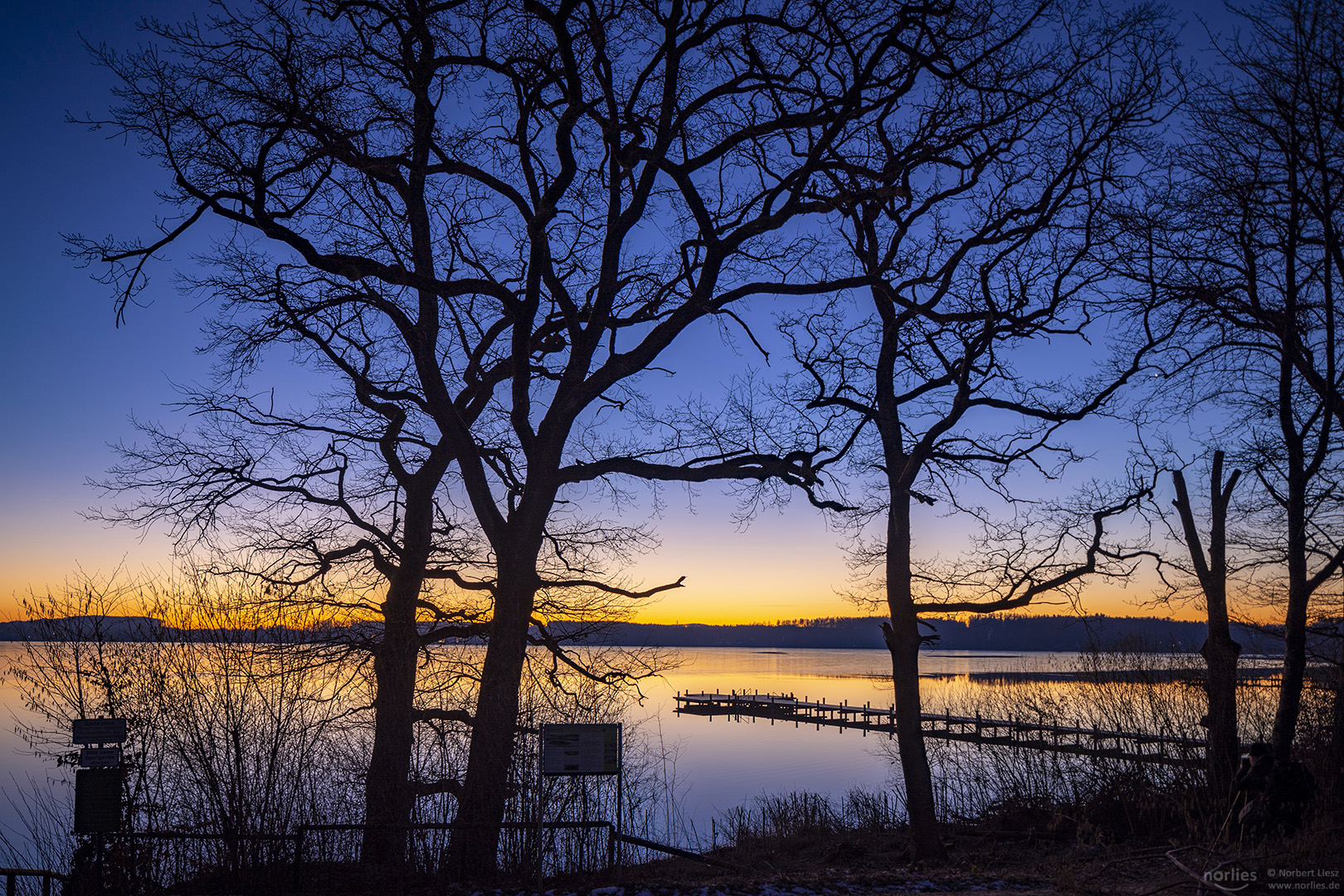 Tree silhouettes