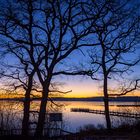 Tree silhouettes