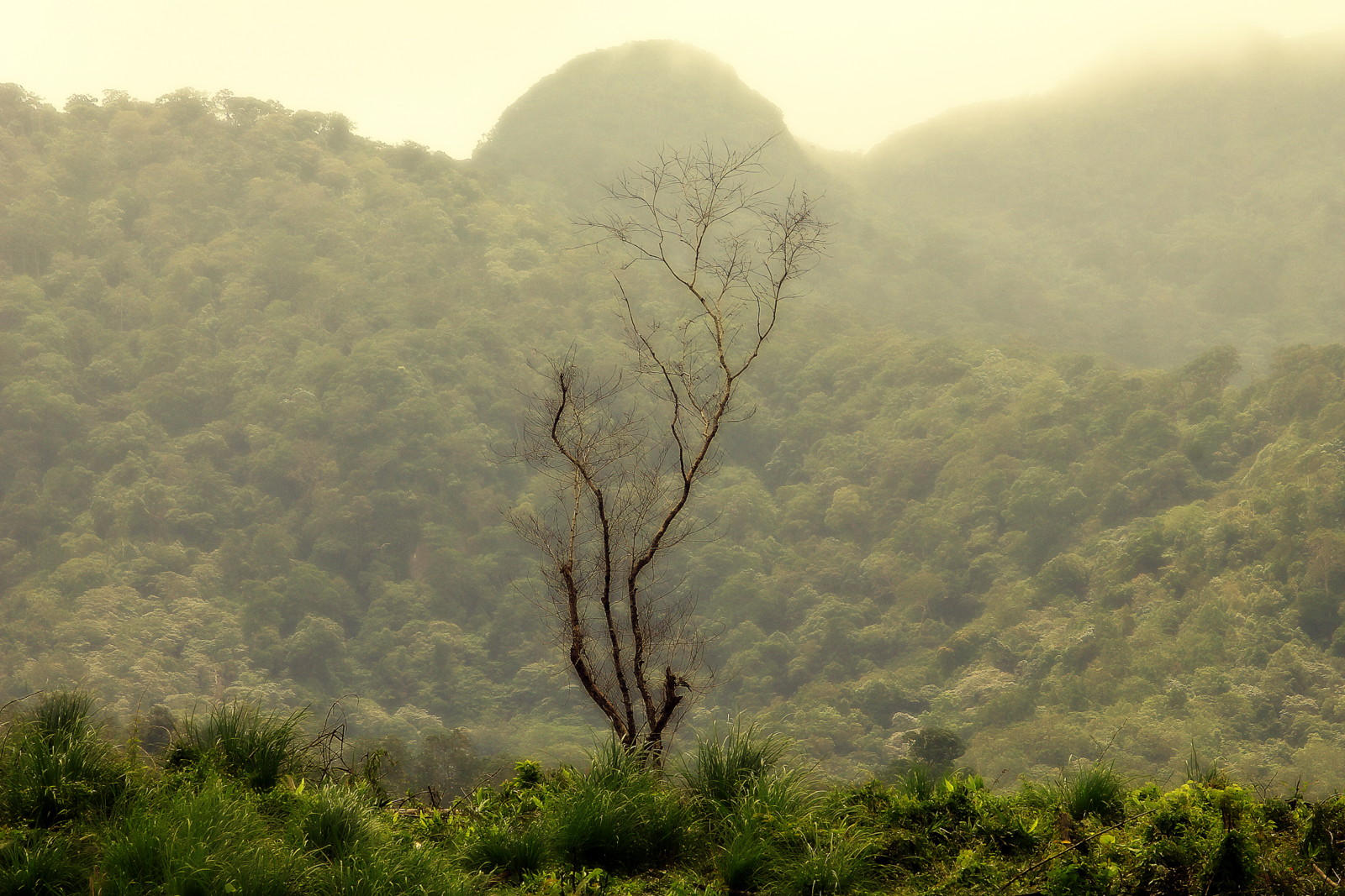 Tree Skeleton