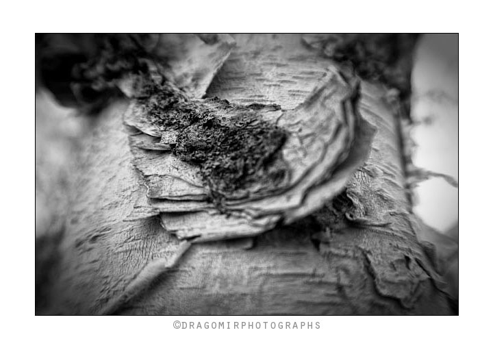 Tree Skin 2