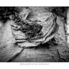 Tree Skin 2