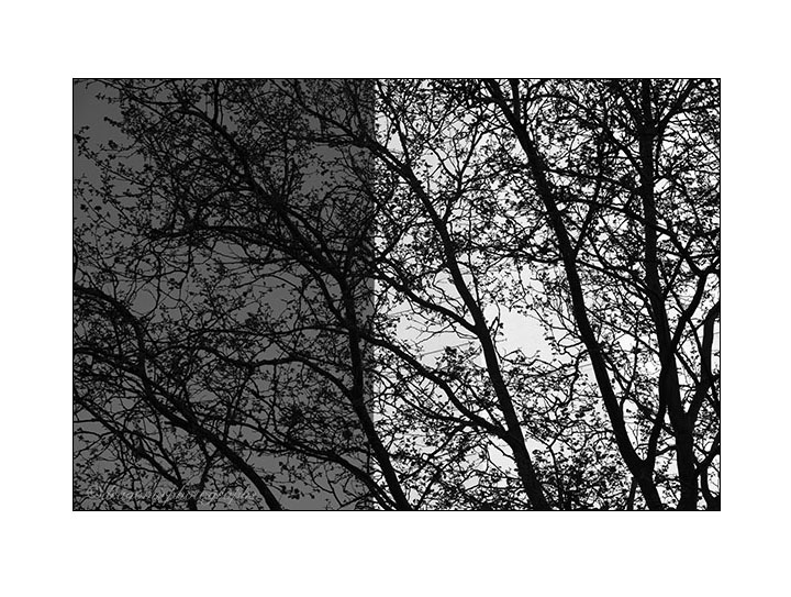 Tree & Sky & Building