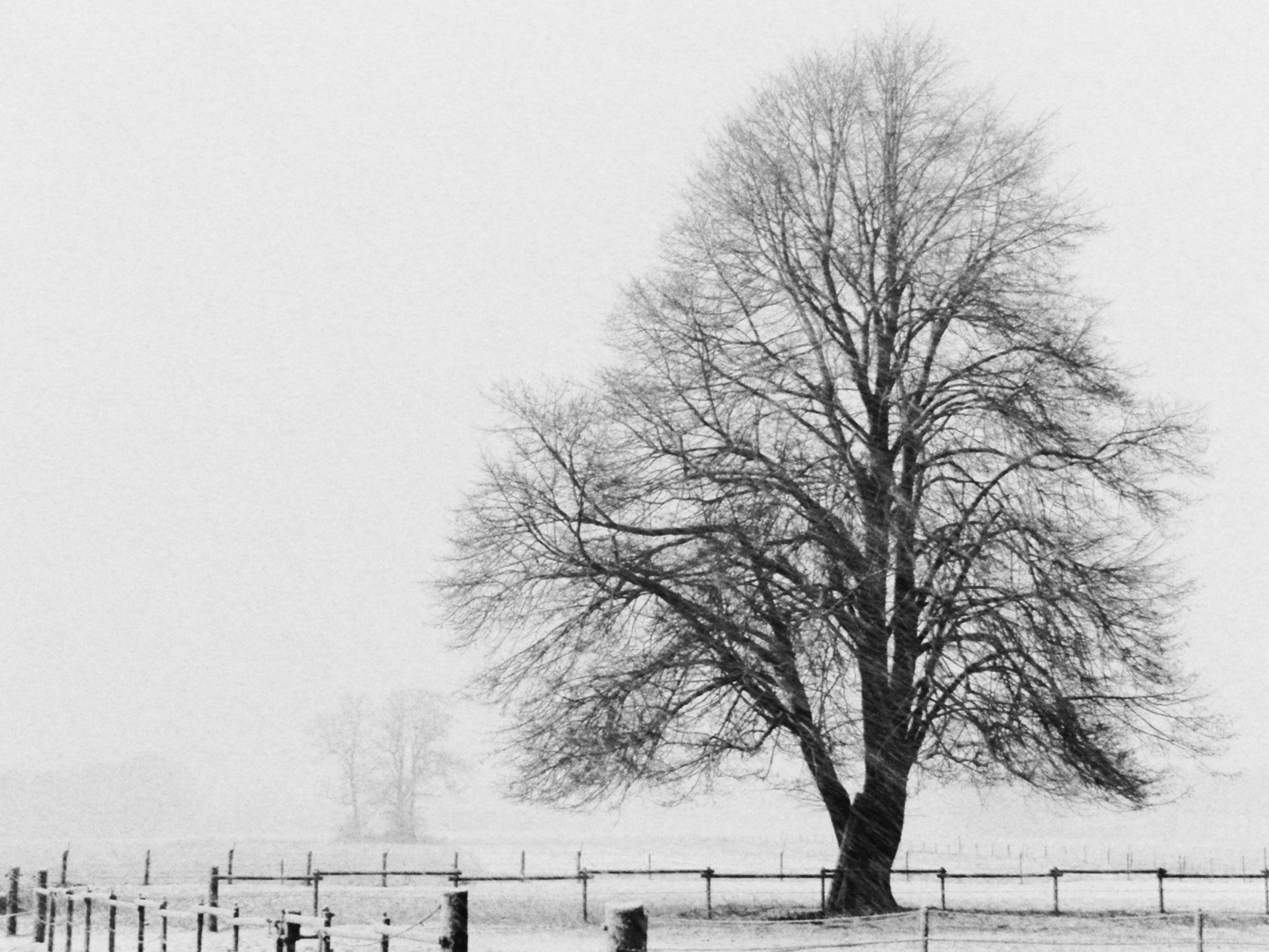 Tree & Snow