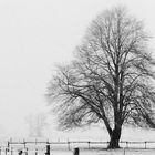 Tree & Snow