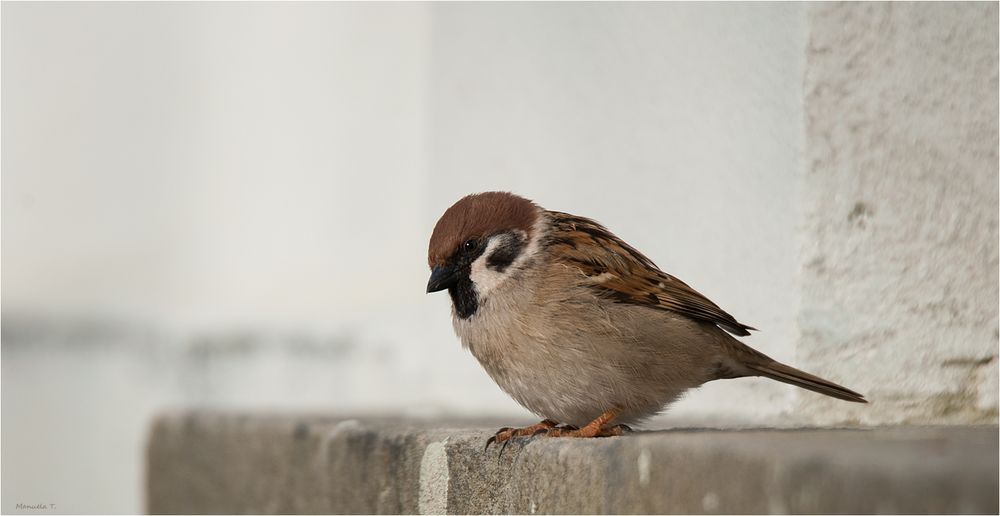  Tree sparrow