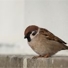  Tree sparrow