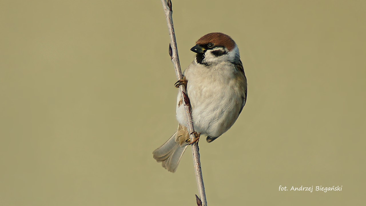 Tree sparrow 1