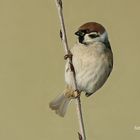 Tree sparrow 1