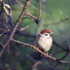 Tree sparrow