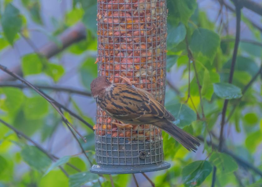 Tree Sparrow (passer montanus)