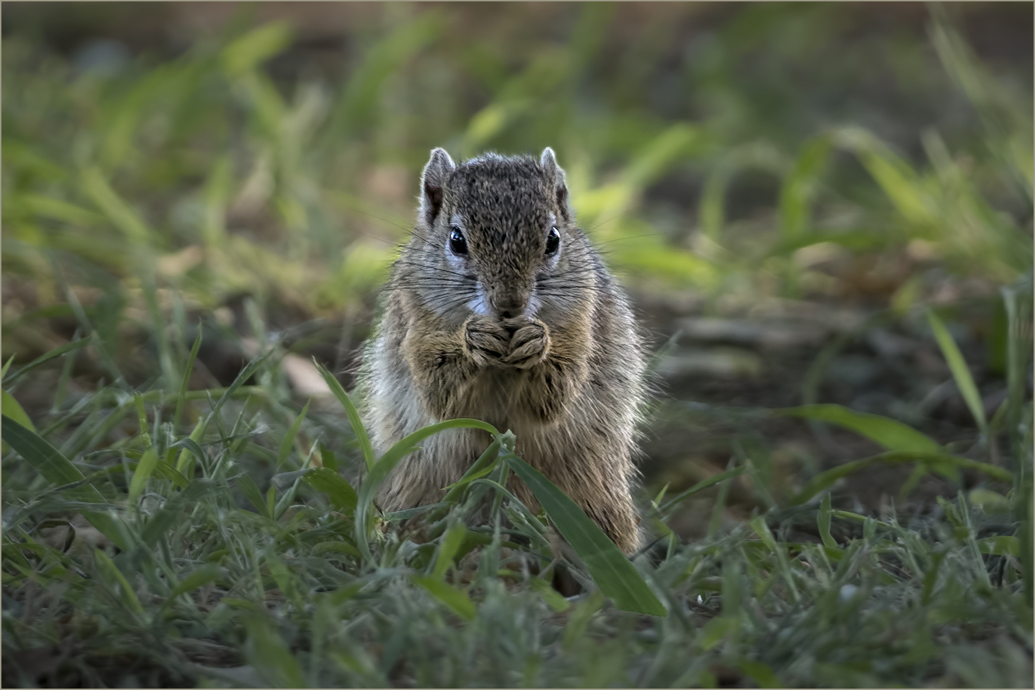 Tree Squirrel 2