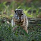 Tree Squirrel 2