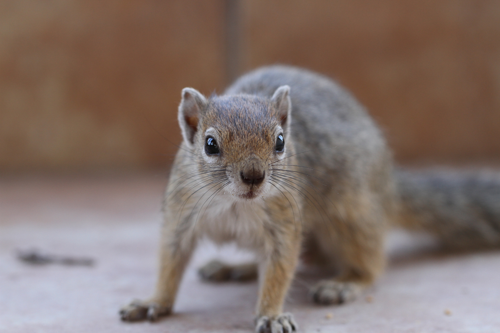 Tree Squirrel