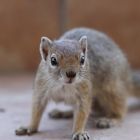 Tree Squirrel