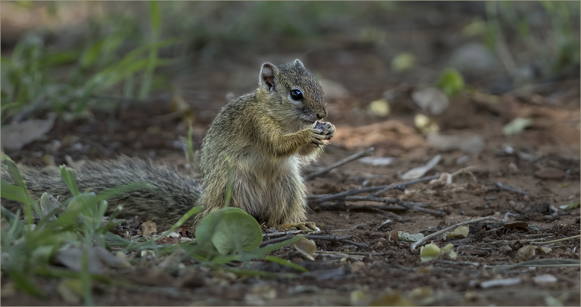 Tree squirrel