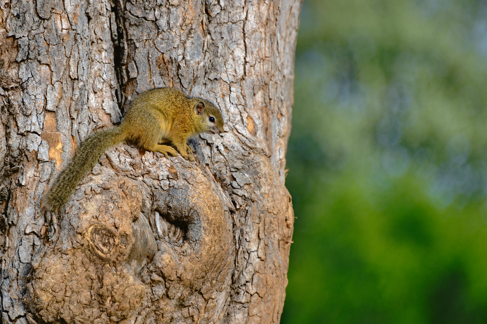 Tree-Squirrel