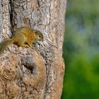 Tree-Squirrel