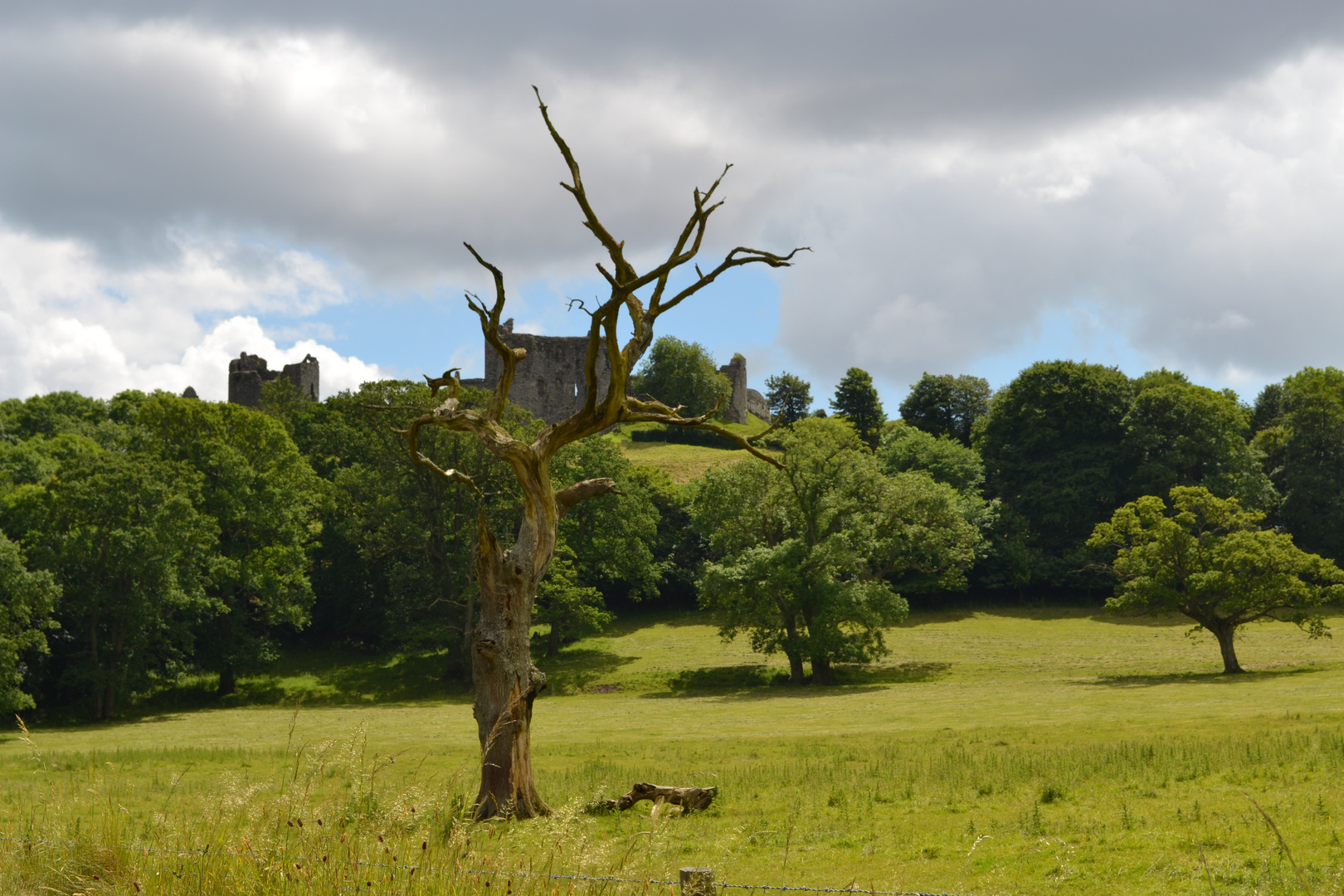 Tree struck by lightning