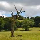 Tree struck by lightning