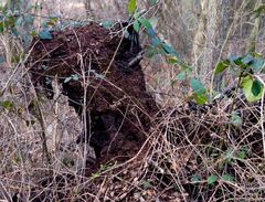 Tree Stump