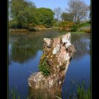 Tree Stump and Lochan.