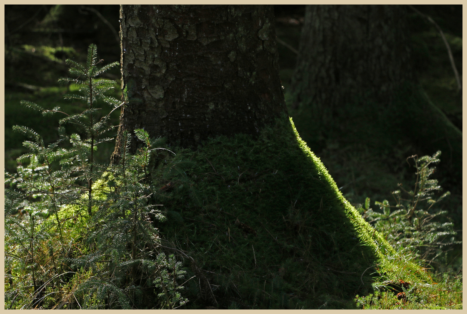 tree stump kielder forest