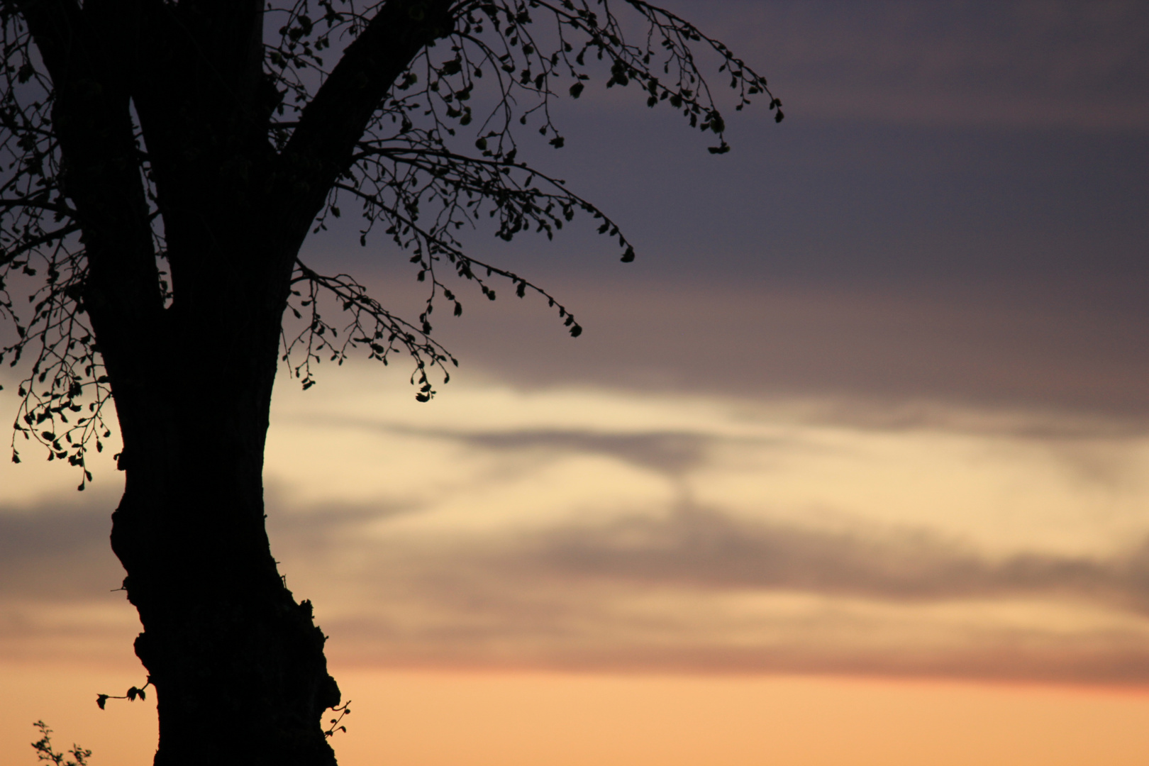 Tree, Sunrise