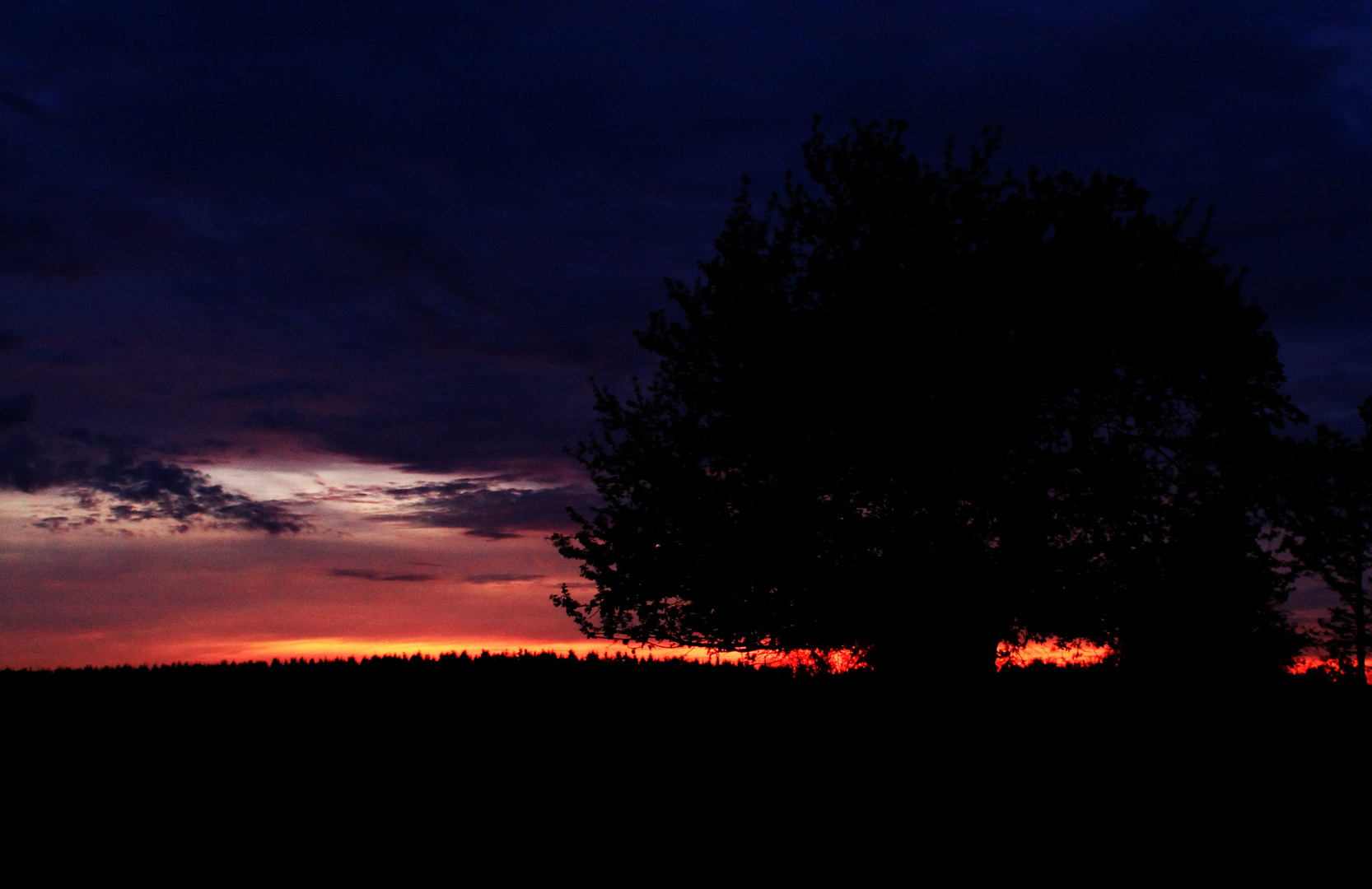 Tree Sunset